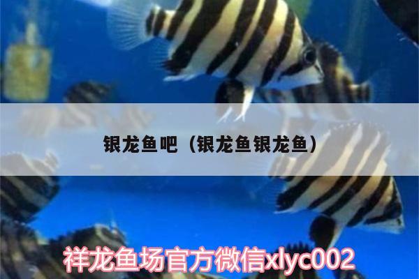 銀龍魚吧（銀龍魚銀龍魚） 銀龍魚