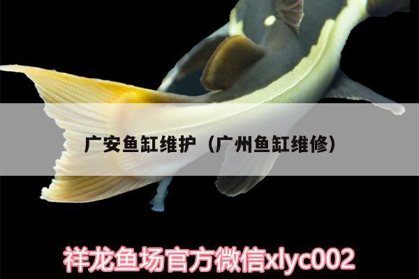 廣安魚缸維護(hù)（廣州魚缸維修） 魚缸水泵