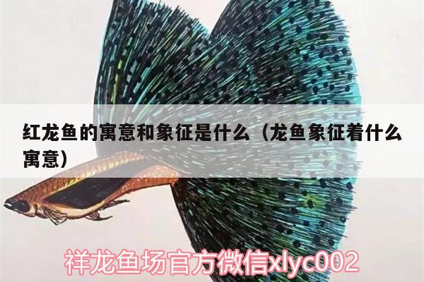 紅龍魚的寓意和象征是什么（龍魚象征著什么寓意） 七彩神仙魚