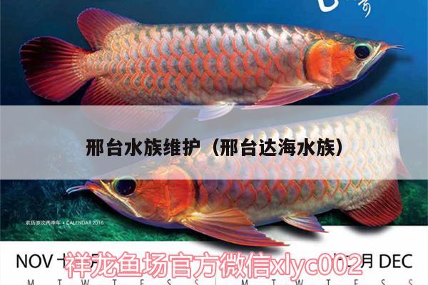 邢臺水族維護（邢臺達海水族）