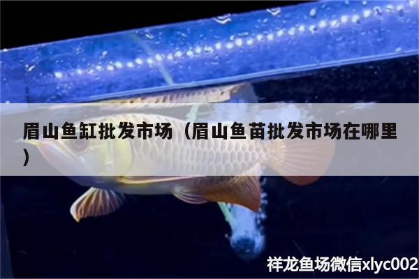 眉山魚(yú)缸批發(fā)市場(chǎng)（眉山魚(yú)苗批發(fā)市場(chǎng)在哪里）