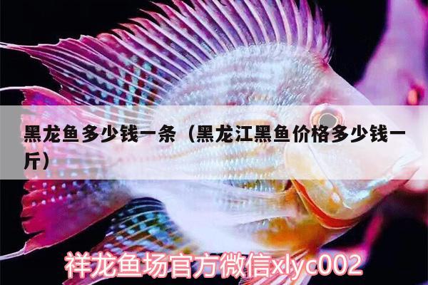 黑龍魚多少錢一條（黑龍江黑魚價(jià)格多少錢一斤）