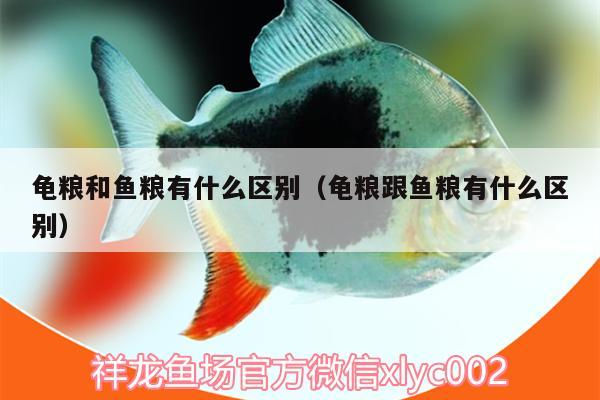 龜糧和魚糧有什么區(qū)別（龜糧跟魚糧有什么區(qū)別）