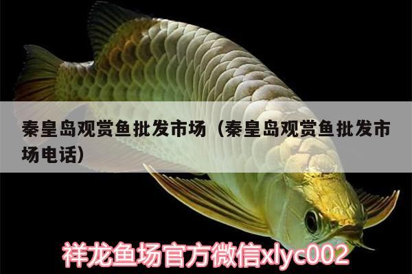 秦皇島觀賞魚批發(fā)市場(chǎng)（秦皇島觀賞魚批發(fā)市場(chǎng)電話） 觀賞魚批發(fā)