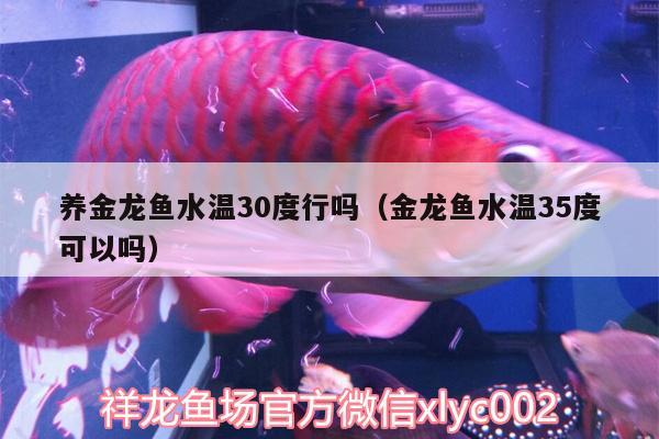 養(yǎng)金龍魚水溫30度行嗎（金龍魚水溫35度可以嗎）