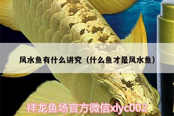 風(fēng)水魚(yú)有什么講究（什么魚(yú)才是風(fēng)水魚(yú)）