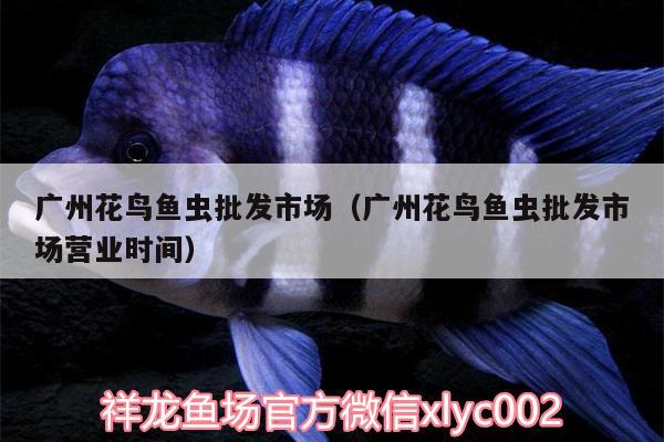 廣州花鳥魚蟲批發(fā)市場（廣州花鳥魚蟲批發(fā)市場營業(yè)時間）