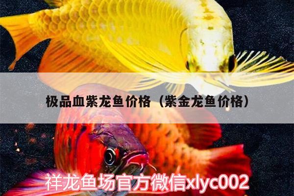 極品血紫龍魚(yú)價(jià)格（紫金龍魚(yú)價(jià)格） 女王大帆魚(yú)苗 第2張