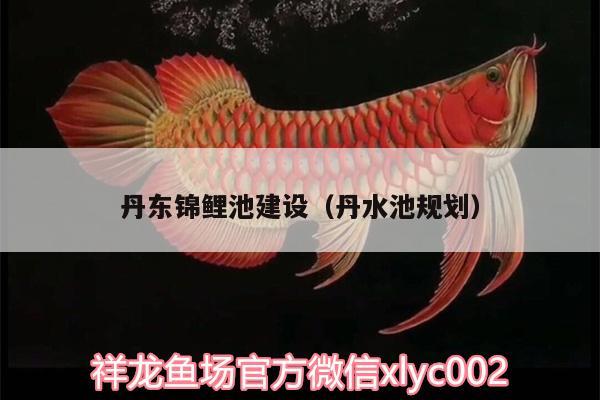 丹東錦鯉池建設(shè)（丹水池規(guī)劃） 黃金斑馬魚