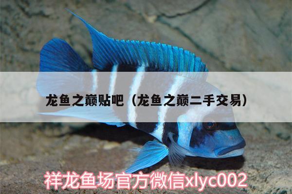 龍魚之巔貼吧（龍魚之巔二手交易）