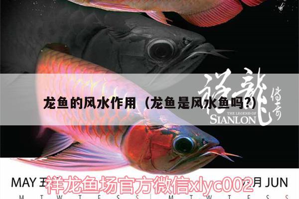 龍魚的風(fēng)水作用（龍魚是風(fēng)水魚嗎?） 魚缸風(fēng)水