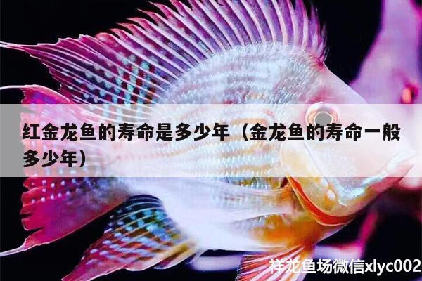 紅金龍魚的壽命是多少年（金龍魚的壽命一般多少年） 祥龍水族濾材/器材