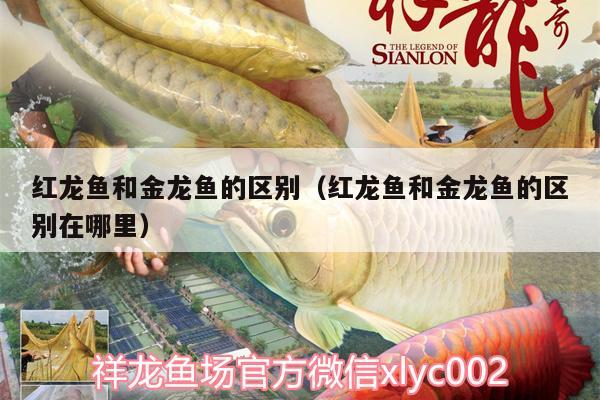 紅龍魚和金龍魚的區(qū)別（紅龍魚和金龍魚的區(qū)別在哪里）