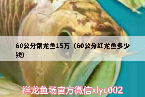 60公分銀龍魚15萬（60公分紅龍魚多少錢）