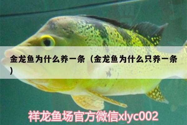 金龍魚為什么養(yǎng)一條（金龍魚為什么只養(yǎng)一條）