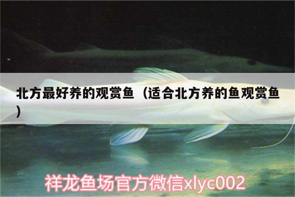 北方最好養(yǎng)的觀賞魚（適合北方養(yǎng)的魚觀賞魚）