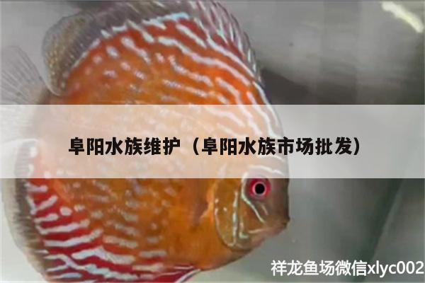 阜陽(yáng)水族維護(hù)（阜陽(yáng)水族市場(chǎng)批發(fā)）