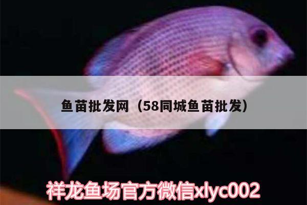 魚(yú)苗批發(fā)網(wǎng)（58同城魚(yú)苗批發(fā)） 黃鰭鯧魚(yú)