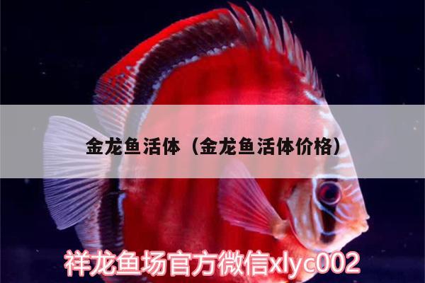 金龍魚活體（金龍魚活體價格）