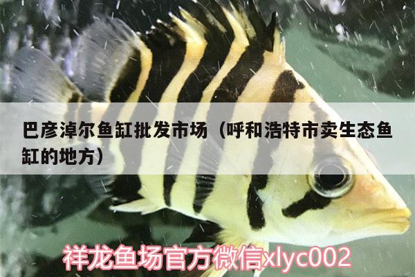 巴彥淖爾魚缸批發(fā)市場（呼和浩特市賣生態(tài)魚缸的地方） 過背金龍魚