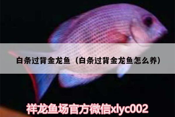 白條過背金龍魚（白條過背金龍魚怎么養(yǎng)） 白條過背金龍魚