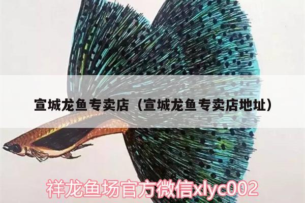 宣城龍魚專賣店（宣城龍魚專賣店地址） 金頭過背金龍魚