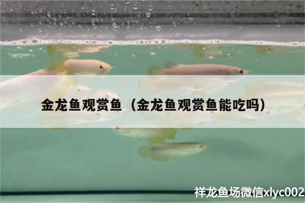 金龍魚觀賞魚（金龍魚觀賞魚能吃嗎）