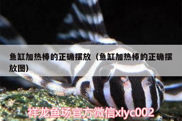 魚缸加熱棒的正確擺放（魚缸加熱棒的正確擺放圖）