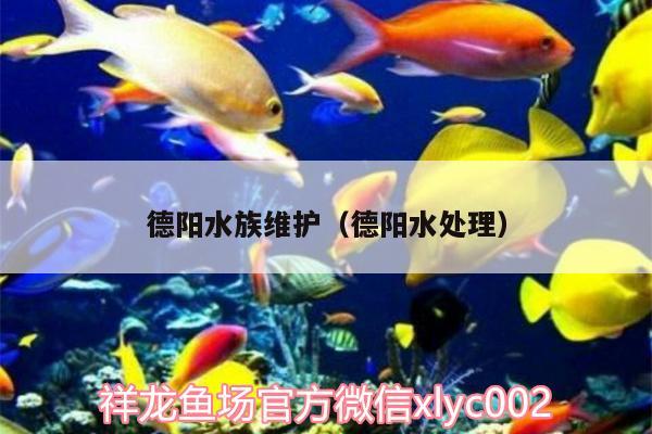 德陽水族維護（德陽水處理）