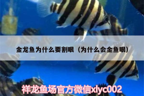 金龍魚為什么要割眼（為什么會金魚眼） 短身紅龍魚