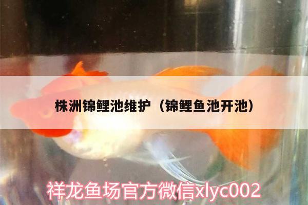 株洲錦鯉池維護(hù)（錦鯉魚池開池） 過(guò)濾設(shè)備