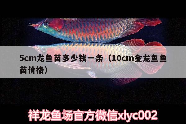 5cm龍魚苗多少錢一條（10cm金龍魚魚苗價格） 祥龍金禾金龍魚