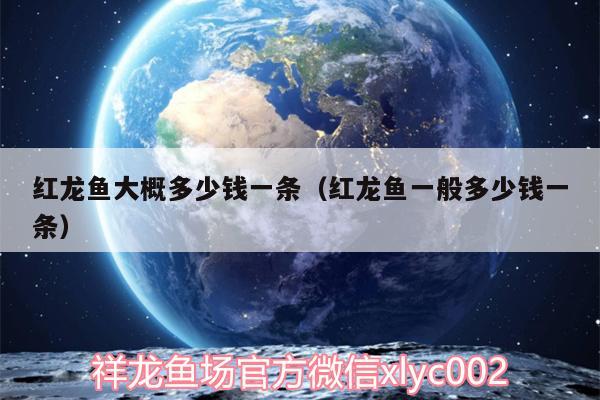 紅龍魚(yú)大概多少錢(qián)一條（紅龍魚(yú)一般多少錢(qián)一條）