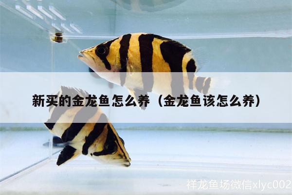 新買的金龍魚怎么養(yǎng)（金龍魚該怎么養(yǎng)）