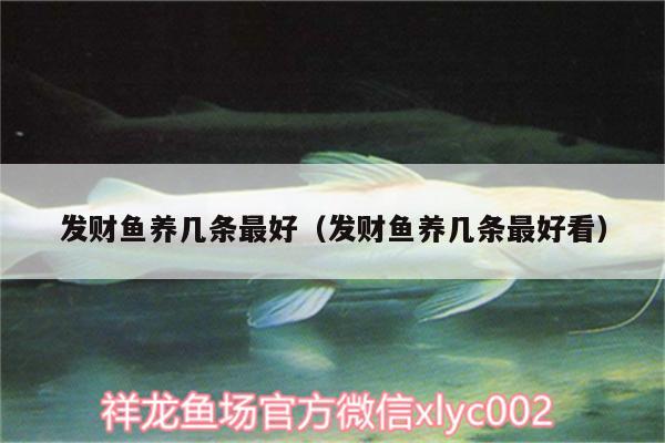 發(fā)財(cái)魚(yú)養(yǎng)幾條最好（發(fā)財(cái)魚(yú)養(yǎng)幾條最好看） 錦鯉池魚(yú)池建設(shè)