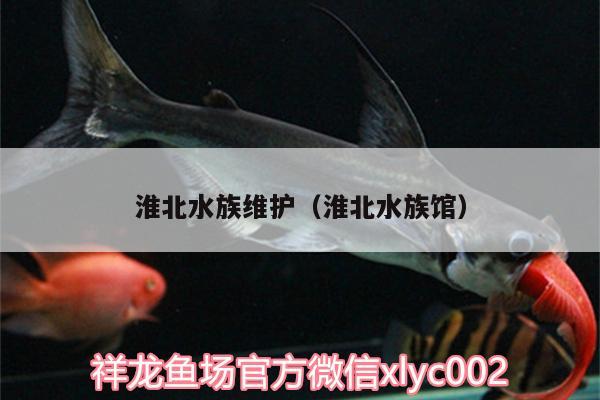 淮北水族維護（淮北水族館） 虎魚百科