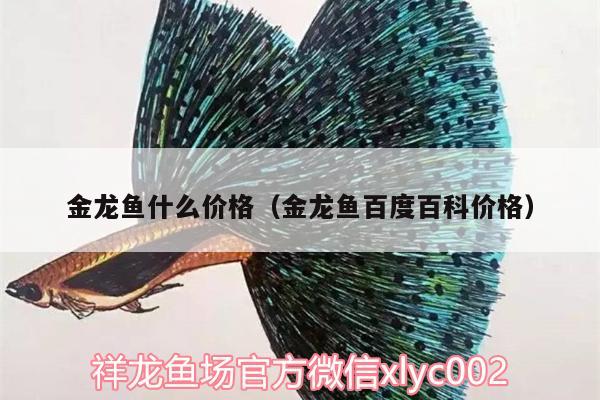 金龍魚什么價格（金龍魚百度百科價格） 斑馬鴨嘴魚