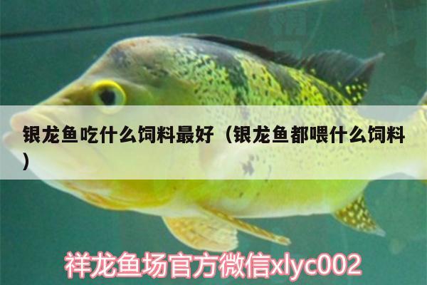 銀龍魚(yú)吃什么飼料最好（銀龍魚(yú)都喂什么飼料） 銀龍魚(yú)