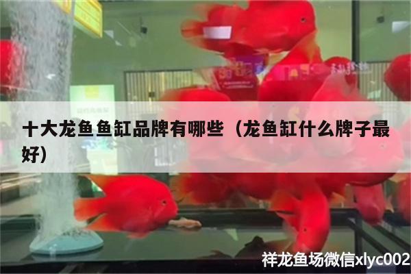 十大龍魚魚缸品牌有哪些（龍魚缸什么牌子最好）