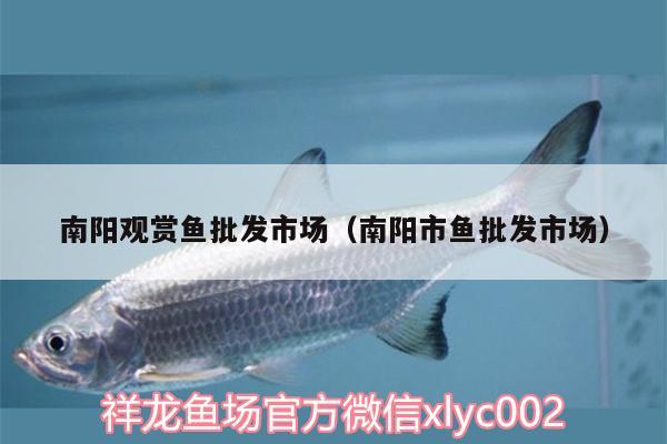 南陽觀賞魚批發(fā)市場（南陽市魚批發(fā)市場） 觀賞魚批發(fā)