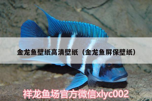 金龍魚壁紙高清壁紙（金龍魚屏保壁紙） 元寶鯽