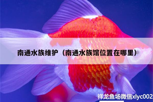 南通水族維護(hù)（南通水族館位置在哪里） 印尼小紅龍