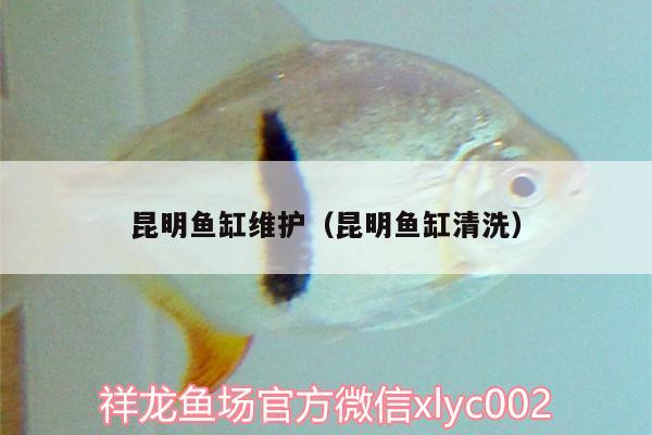 昆明魚(yú)缸維護(hù)（昆明魚(yú)缸清洗）