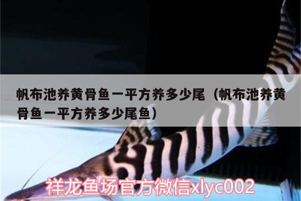 帆布池養(yǎng)黃骨魚一平方養(yǎng)多少尾（帆布池養(yǎng)黃骨魚一平方養(yǎng)多少尾魚）