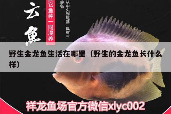 野生金龍魚生活在哪里（野生的金龍魚長(zhǎng)什么樣）