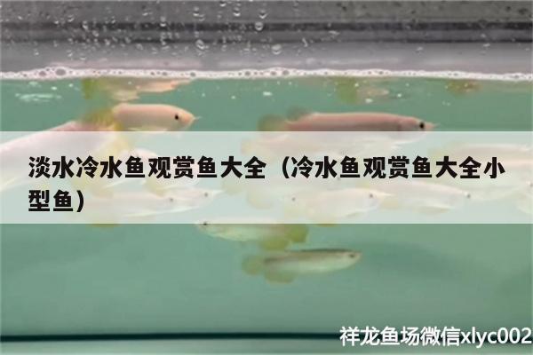 淡水冷水魚觀賞魚大全（冷水魚觀賞魚大全小型魚） 廣州水族器材濾材批發(fā)市場