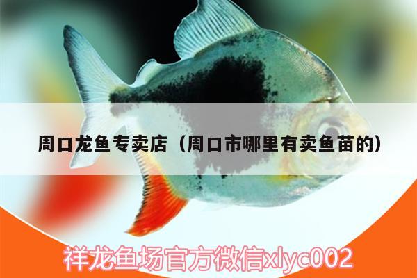 周口龍魚專賣店（周口市哪里有賣魚苗的）