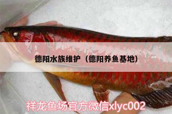 德陽水族維護（德陽養(yǎng)魚基地） 祥龍傳奇品牌魚缸