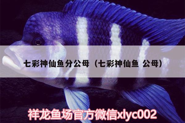 七彩神仙魚(yú)分公母（七彩神仙魚(yú)公母）