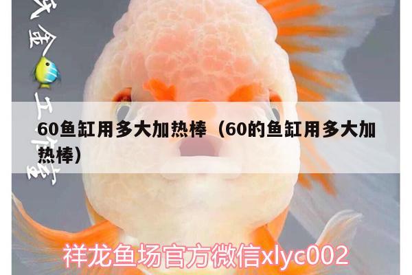 60魚缸用多大加熱棒（60的魚缸用多大加熱棒）